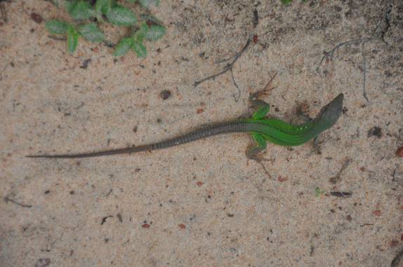 Calango esverdeado em Jericoacoara - CE